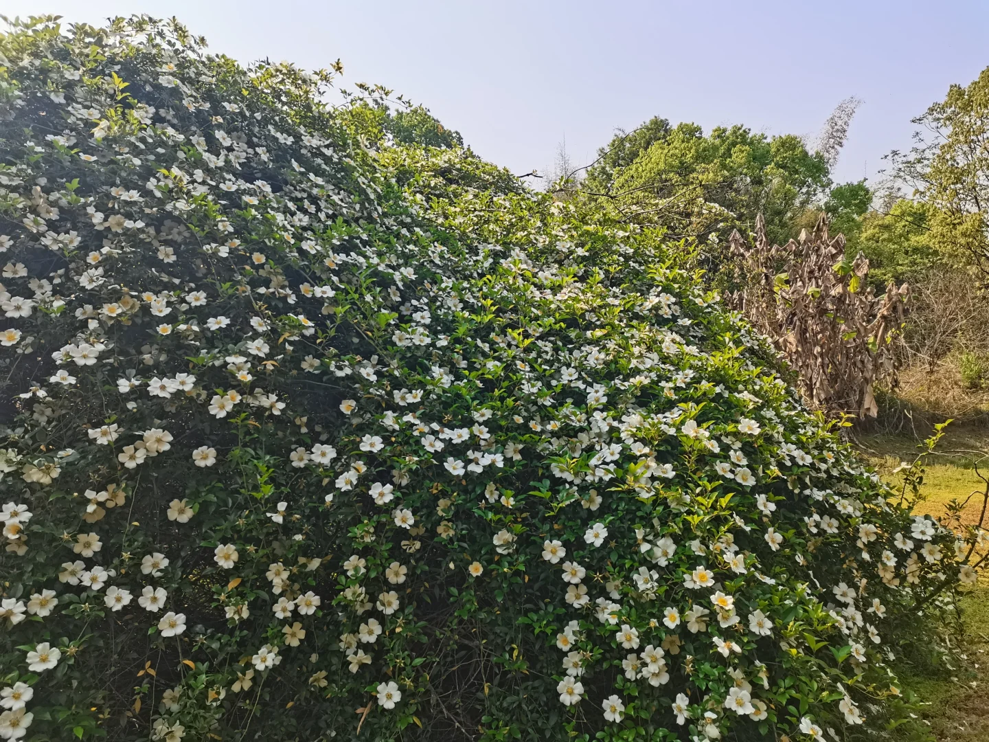 春天的花
