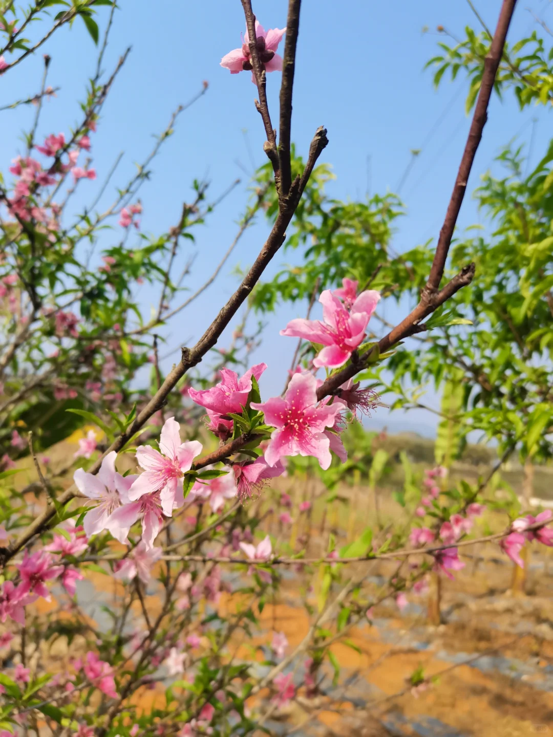 春天的花