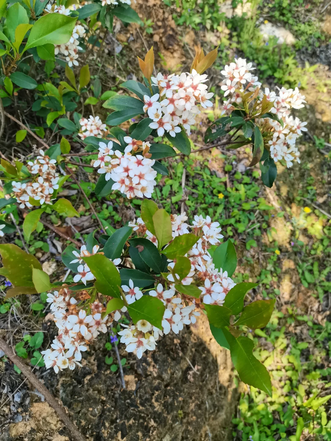 春天的花