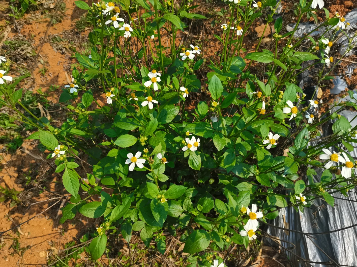 春天的花