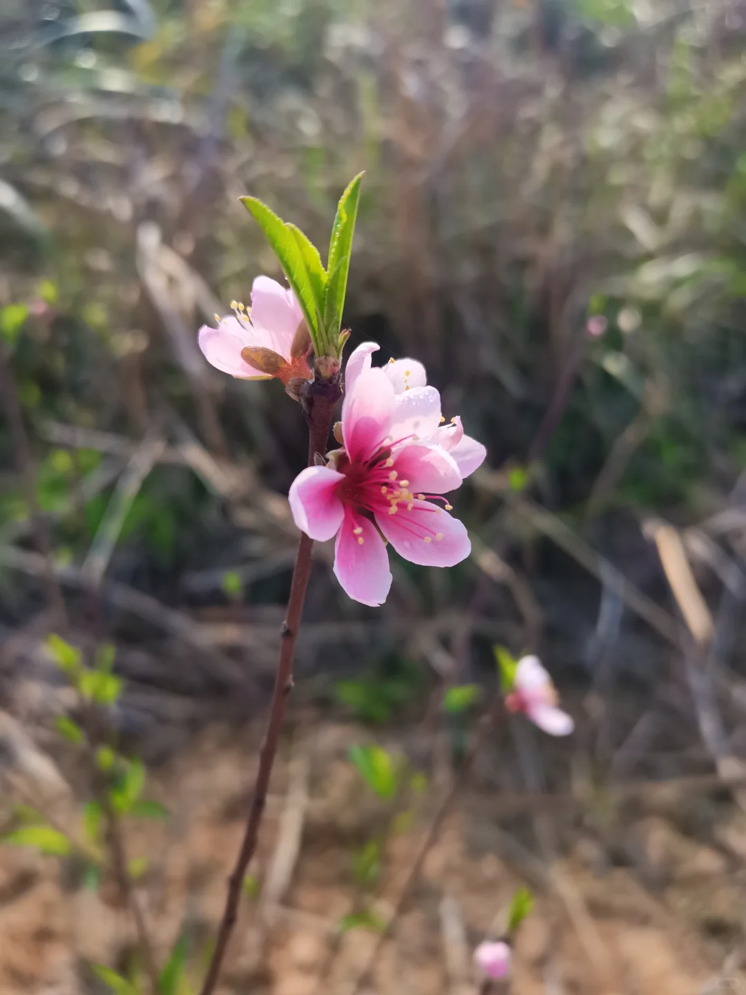 春天的花