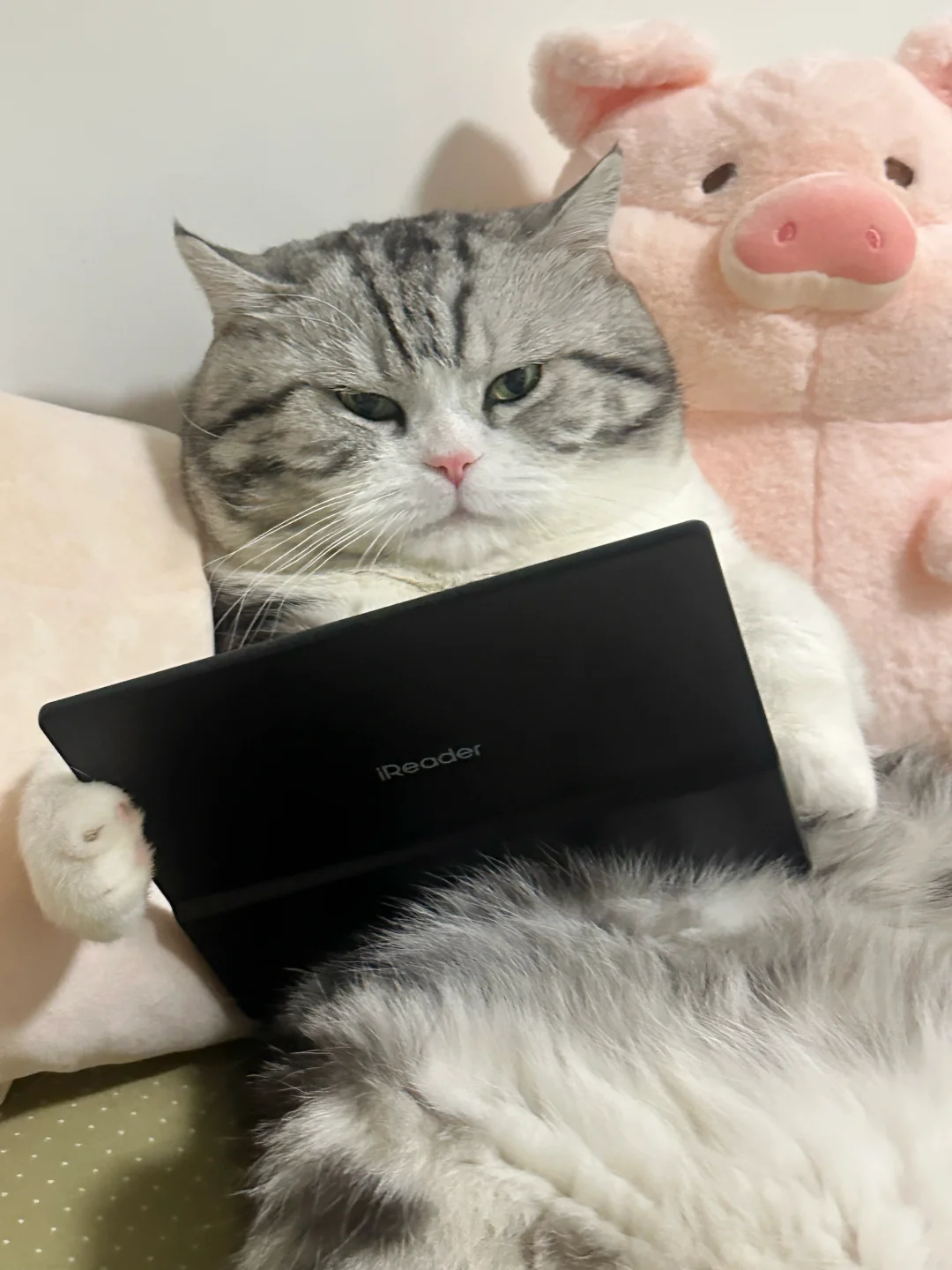 原则上是不让小猫看书的……
