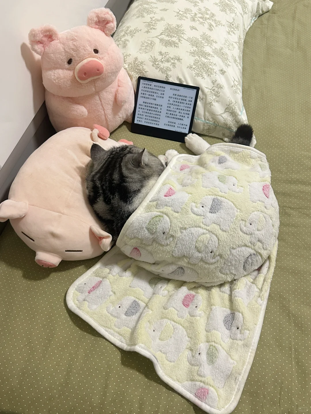 原则上是不让小猫看书的……