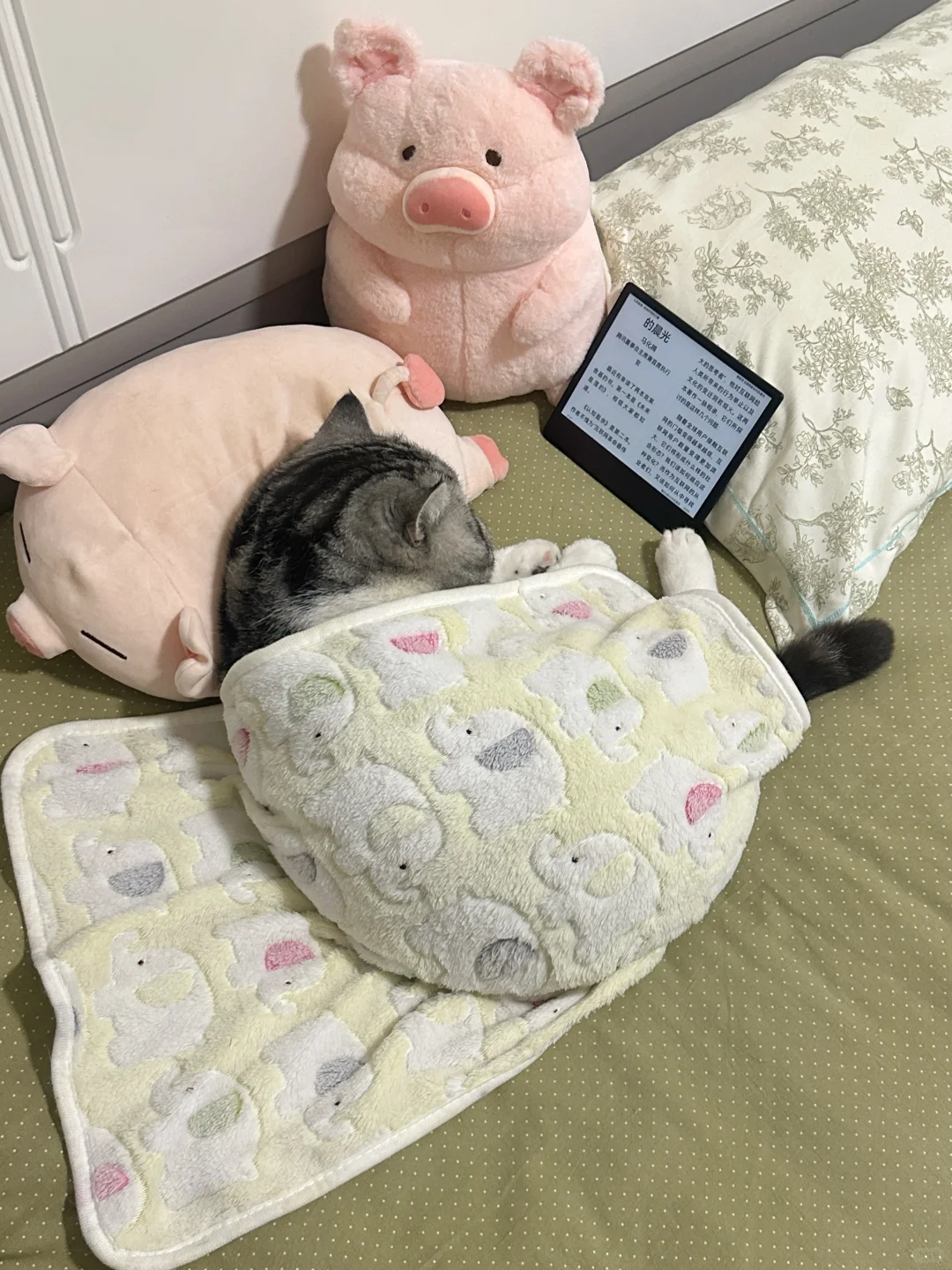 原则上是不让小猫看书的……