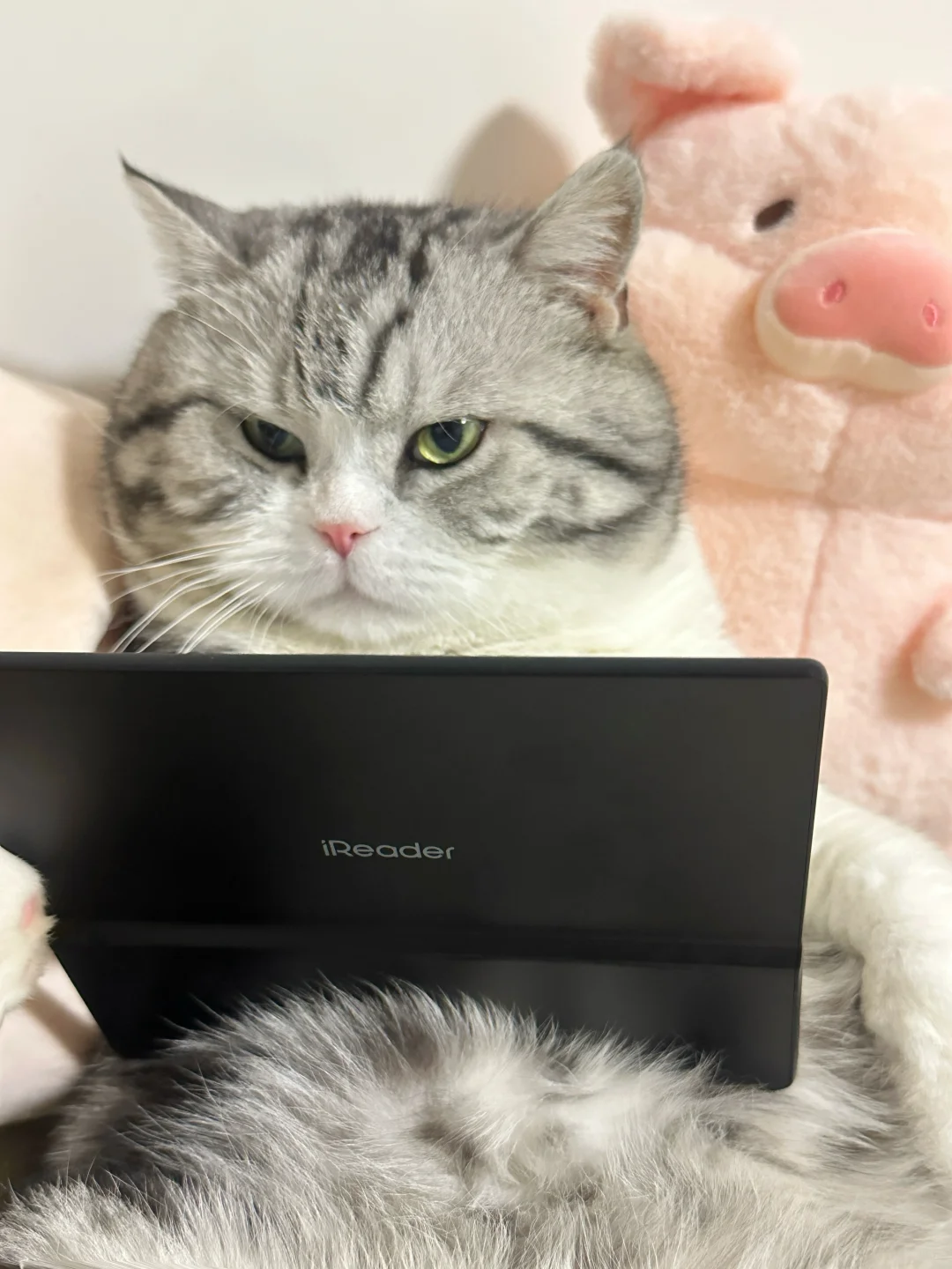 原则上是不让小猫看书的……
