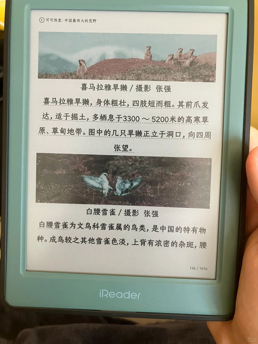 掌阅light4c评价一下