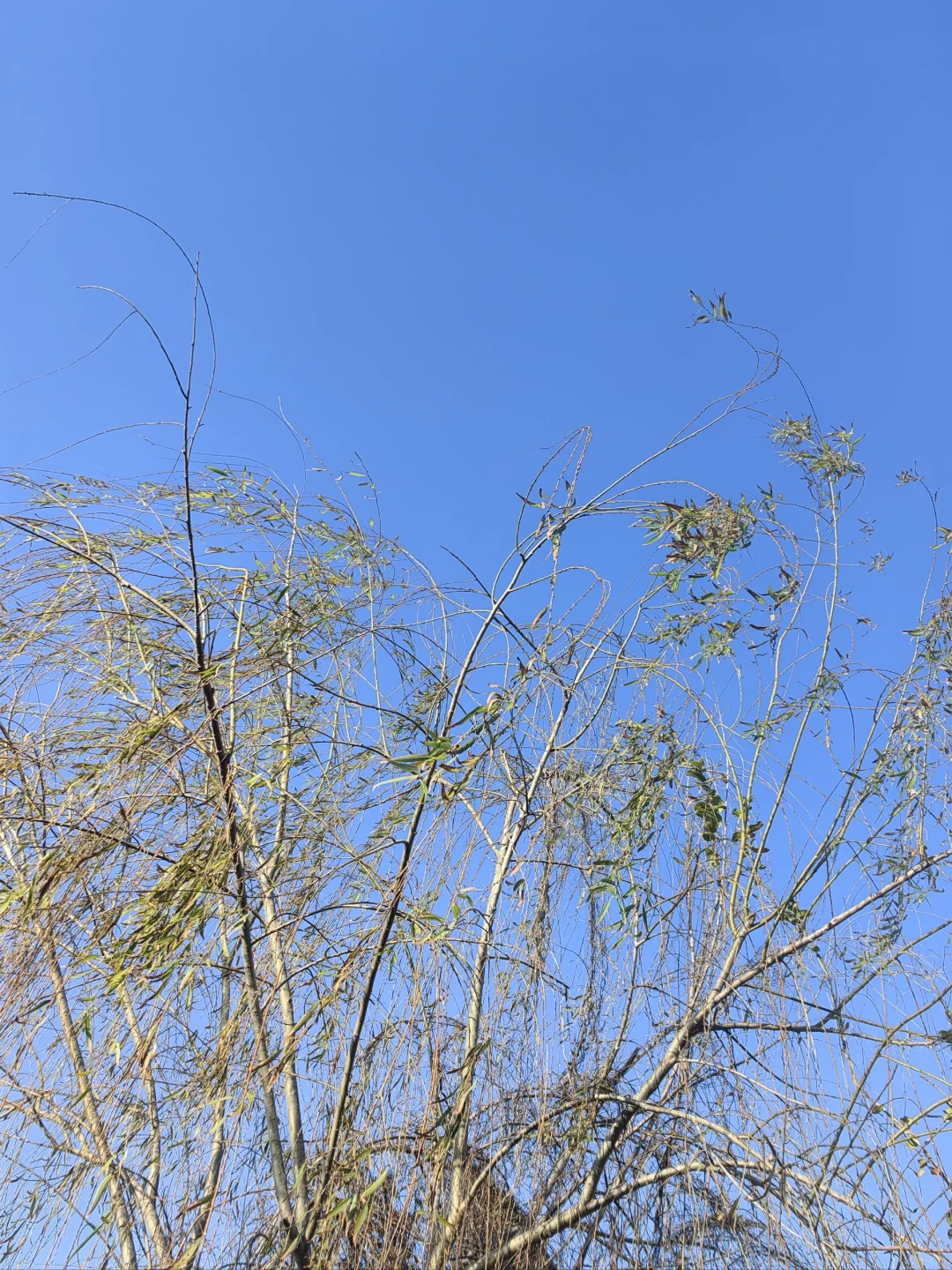 推荐书籍《自渡》