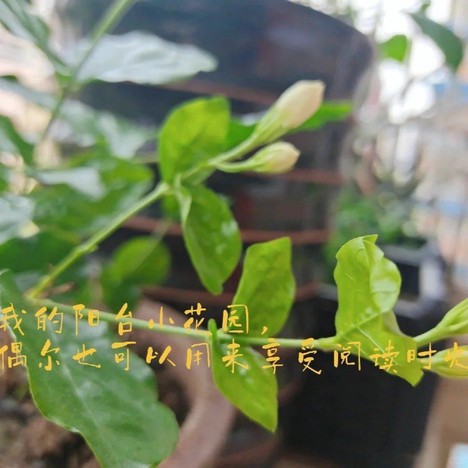 我的读书博主第一个目标：实现纸质书自由