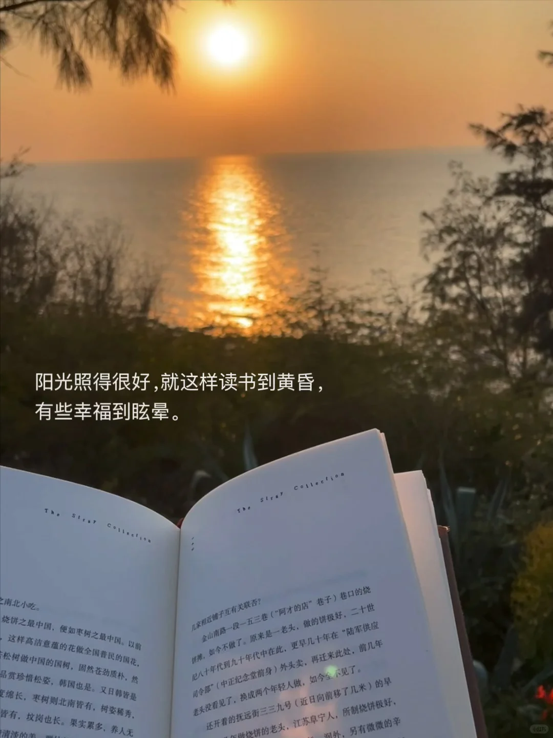 独自海边读书、幸福到有些眩晕