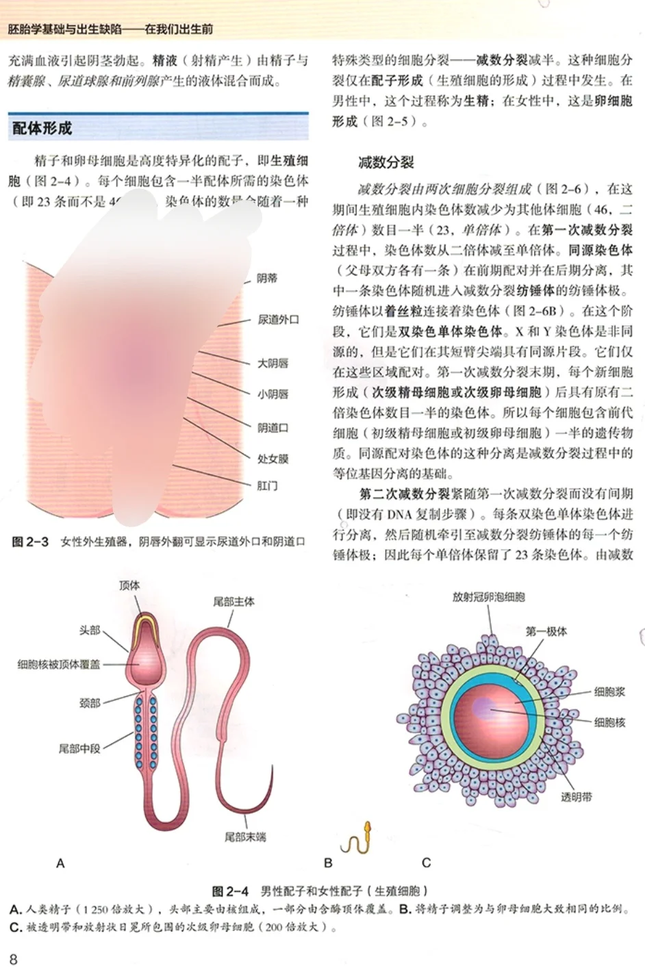 【PDF版】胚胎学基础与出生缺陷pdf电子书