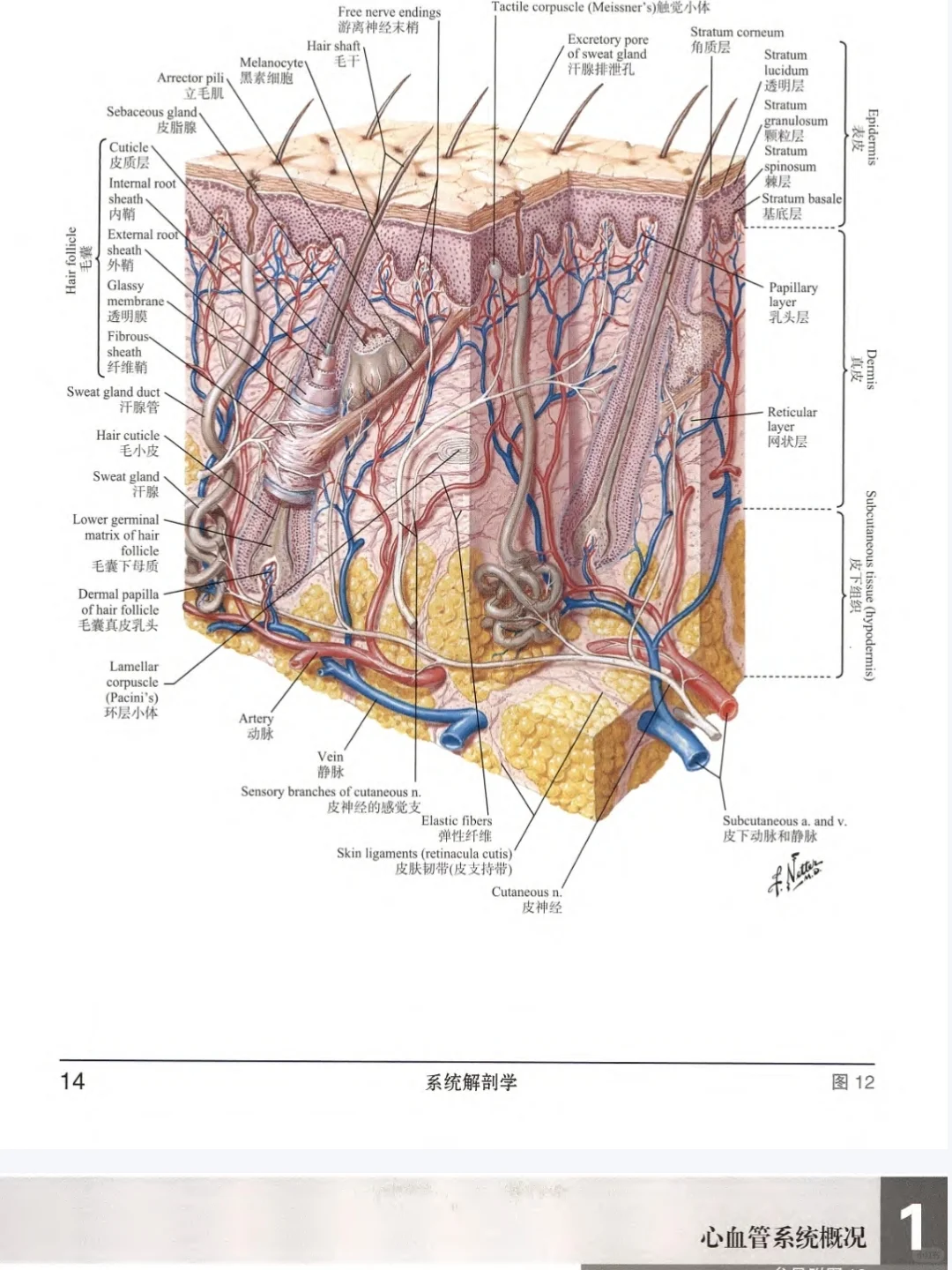 奈特人体解剖学彩色图谱｜电子书PDF❗