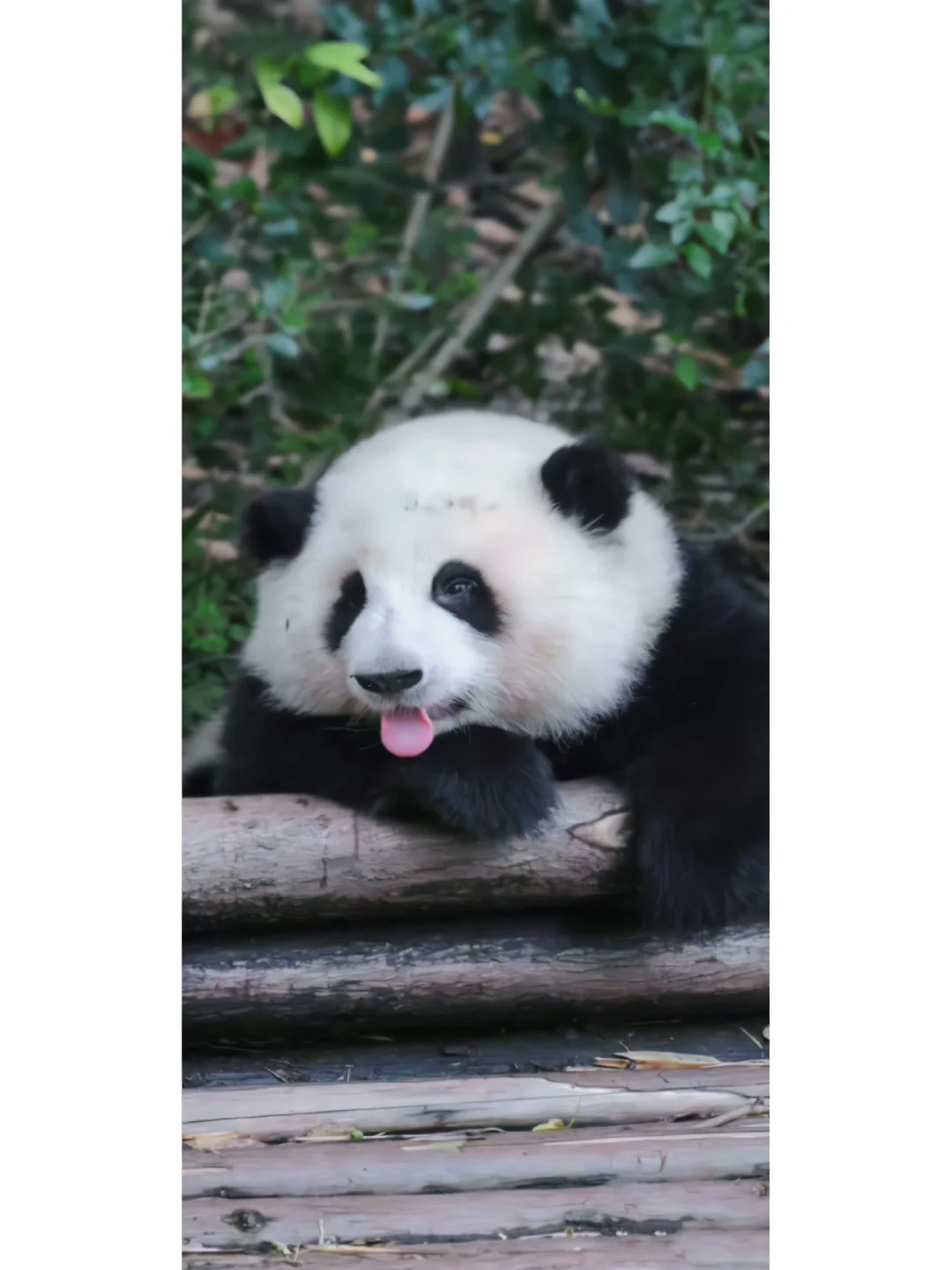 书快电子书论坛网址又不好使了