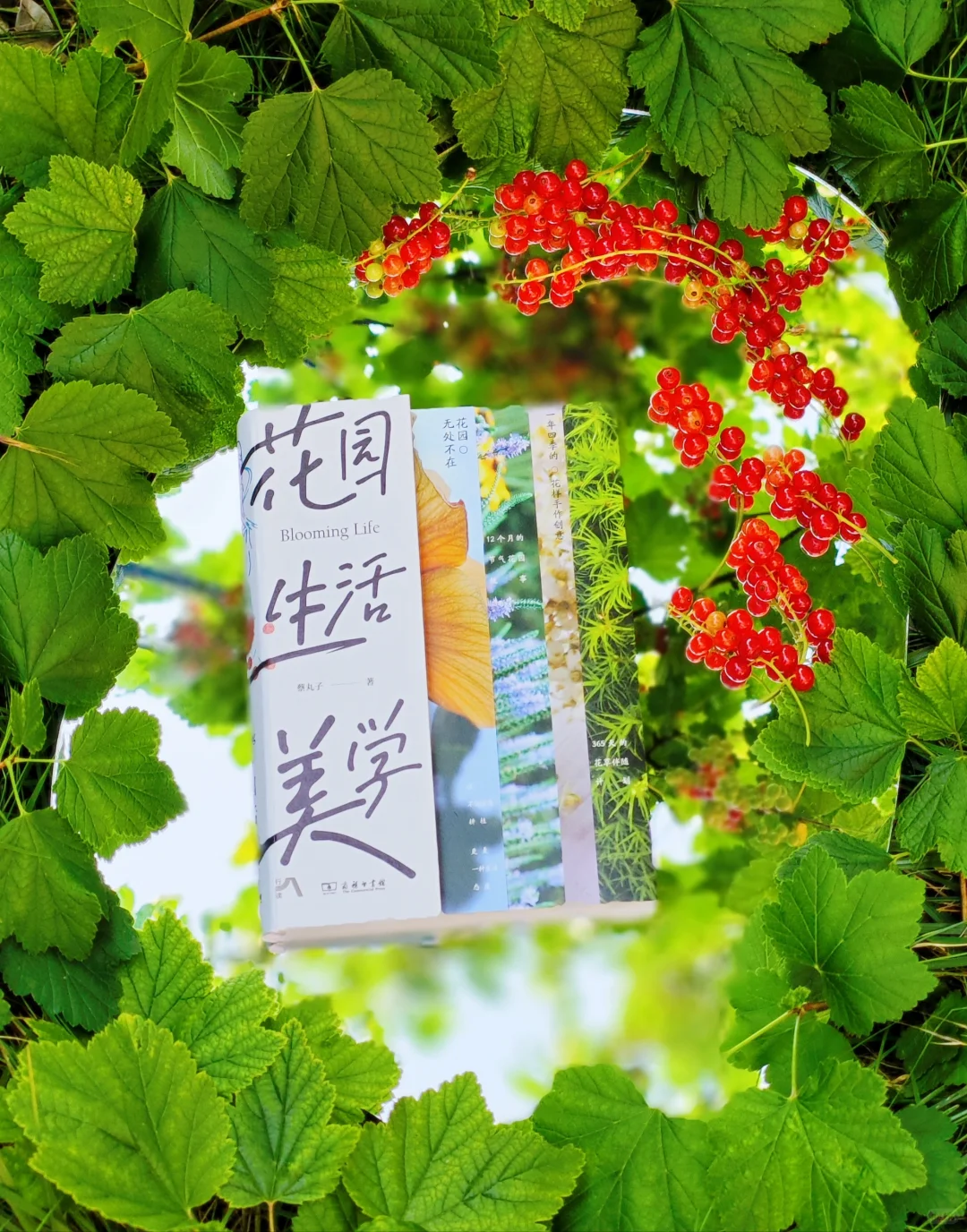 初夏，初见，我的新书
