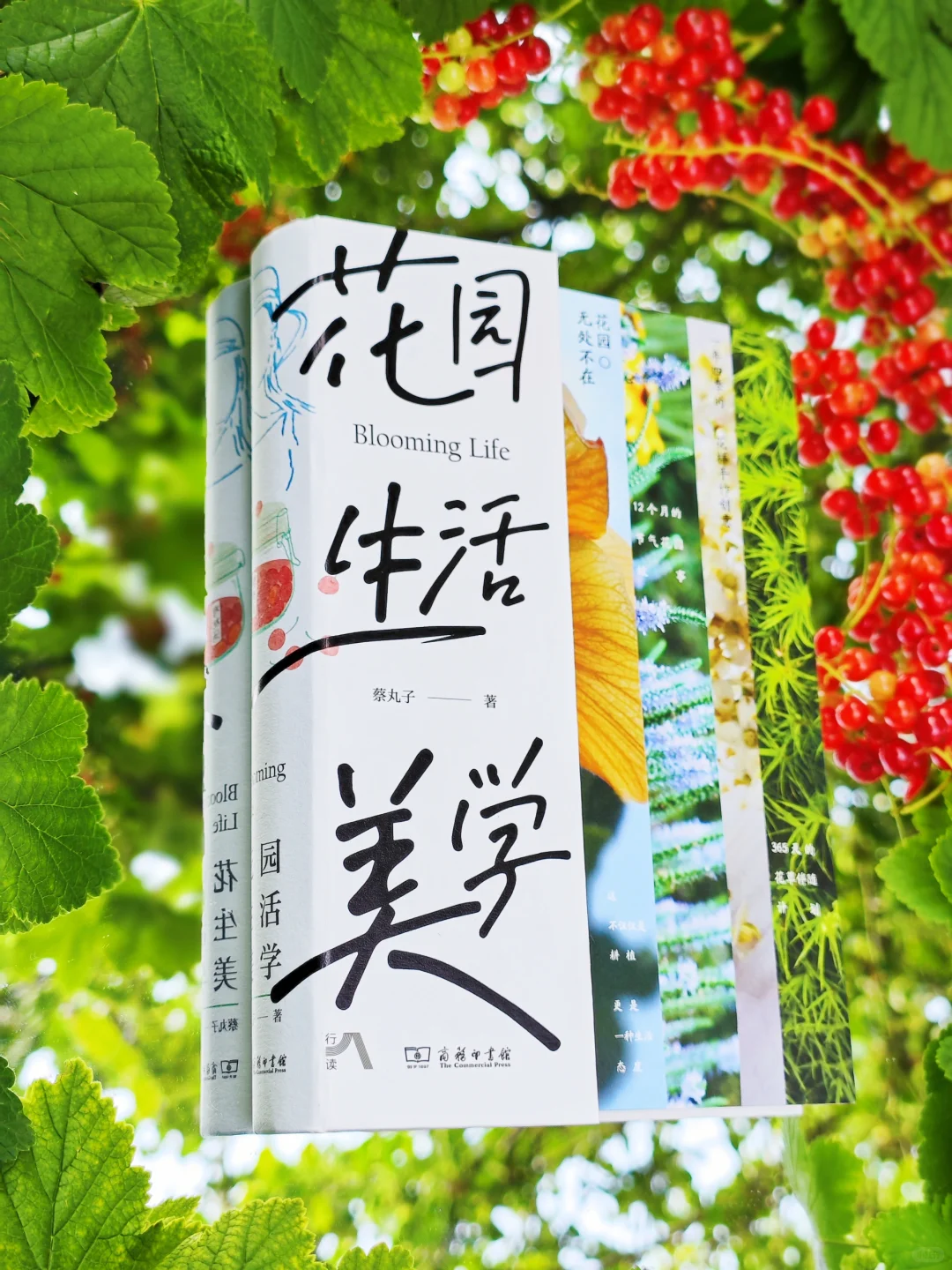 初夏，初见，我的新书