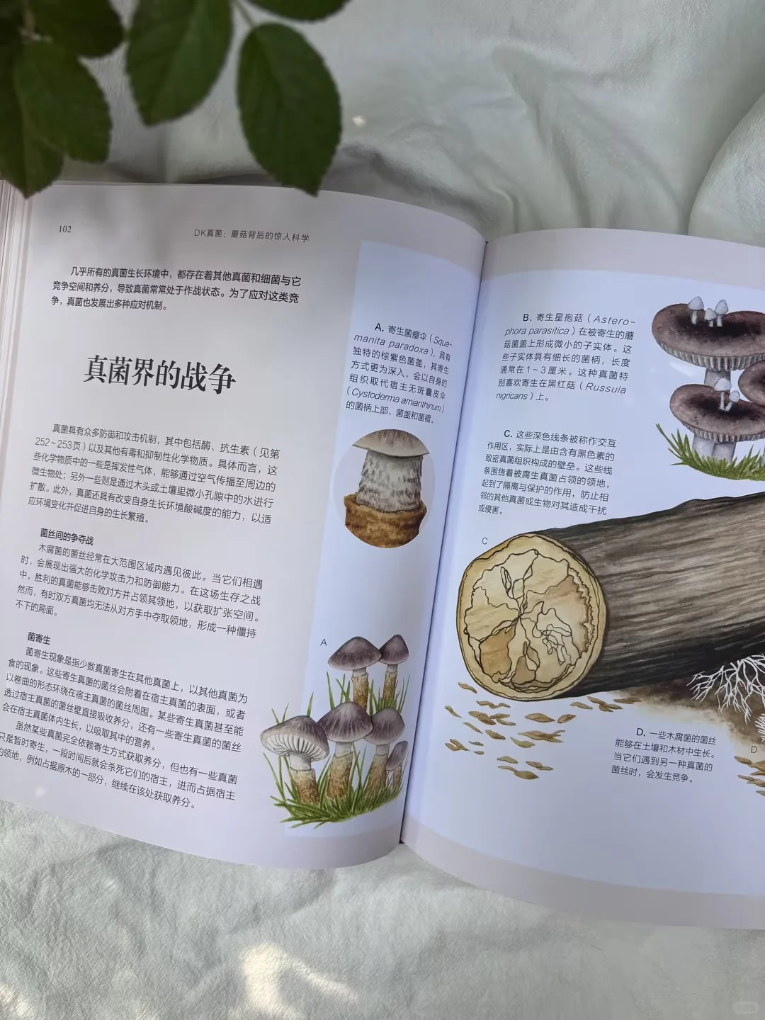 儿童节礼物选它！新书必入300种真菌全解析