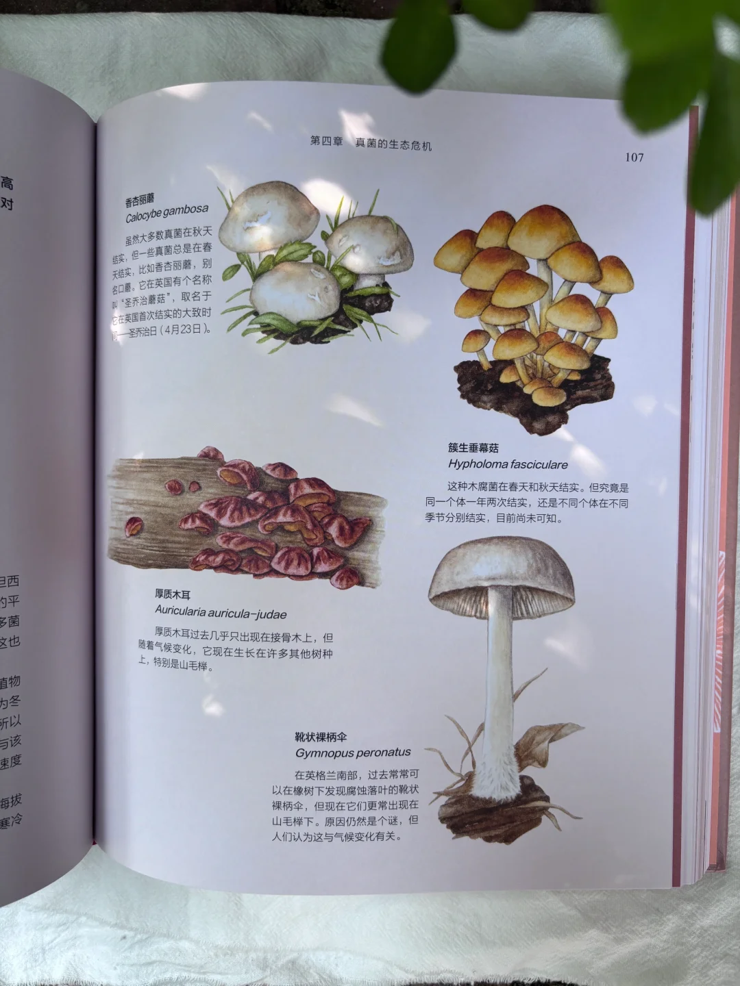 🔥DK新书预售！蘑菇控必入的真菌百科全书