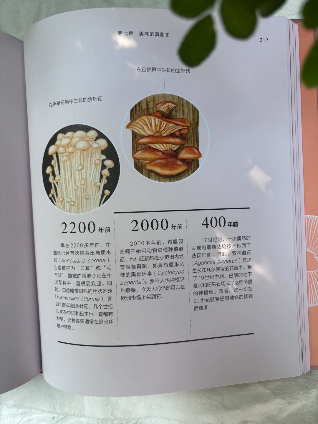 🔥DK新书预售！蘑菇控必入的真菌百科全书