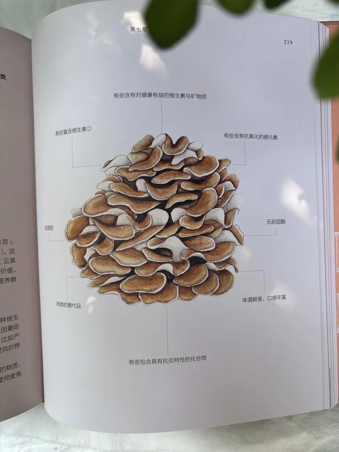 儿童节礼物选它！新书必入300种真菌全解析