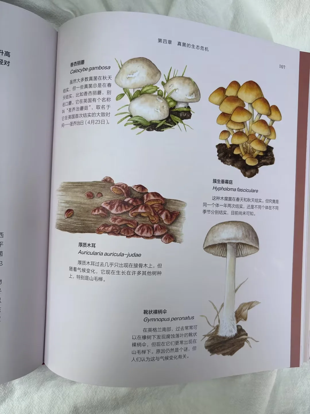 儿童节礼物选它！新书必入300种真菌全解析