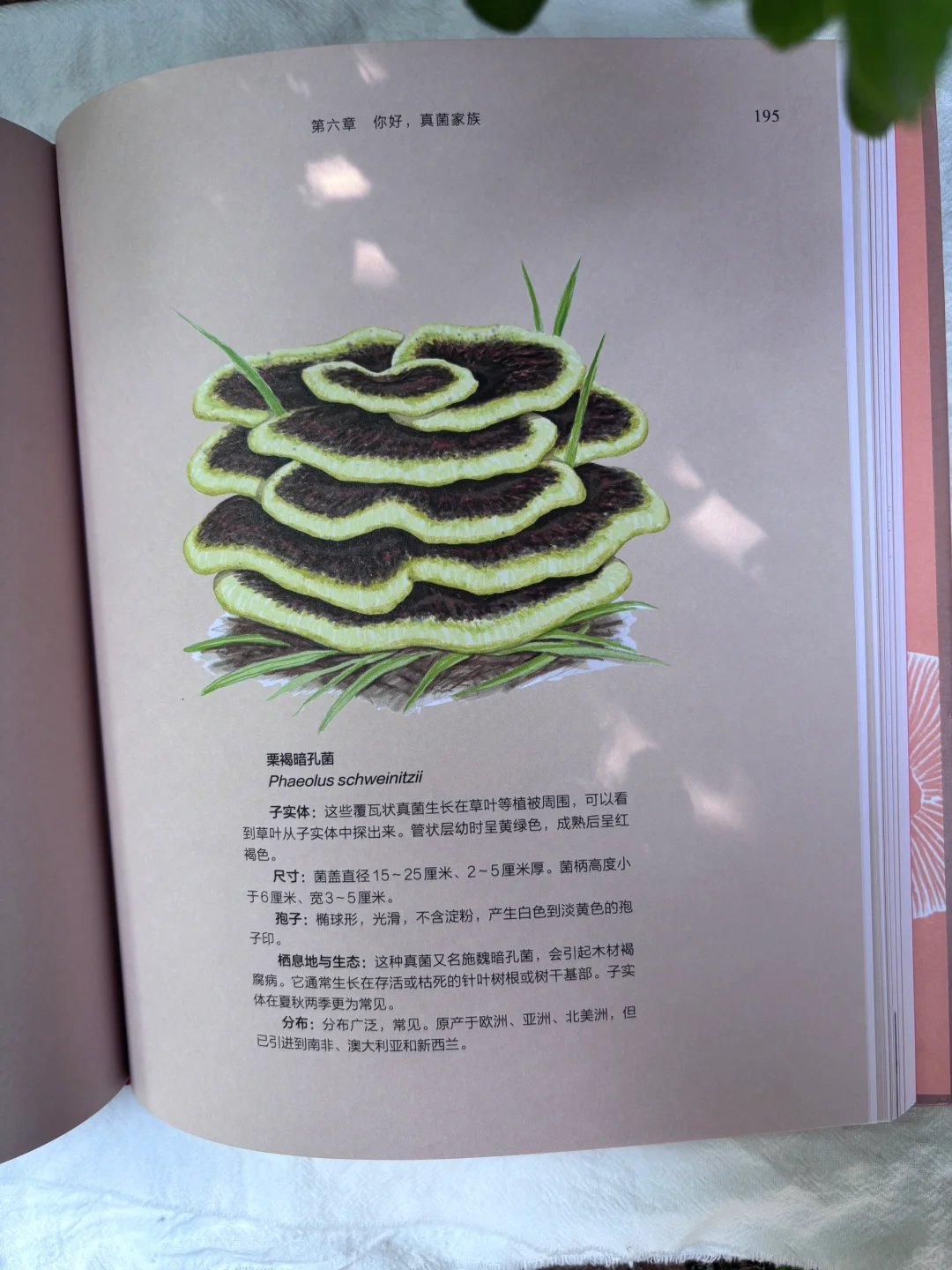 🔥DK新书预售！蘑菇控必入的真菌百科全书