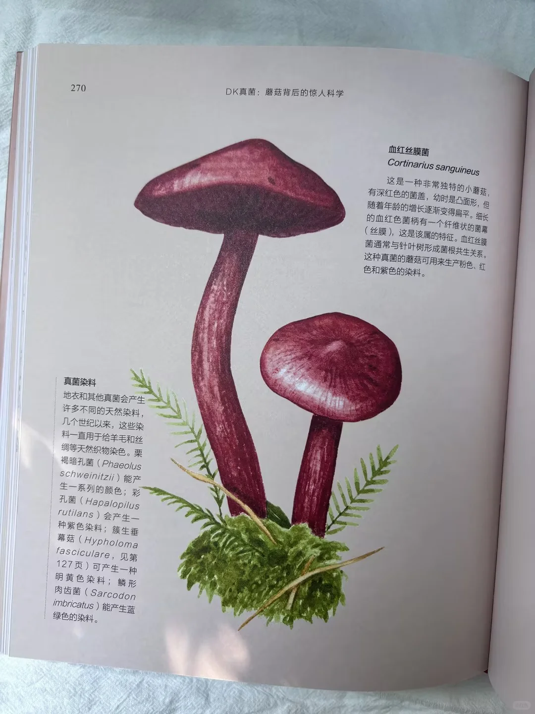 儿童节礼物选它！新书必入300种真菌全解析