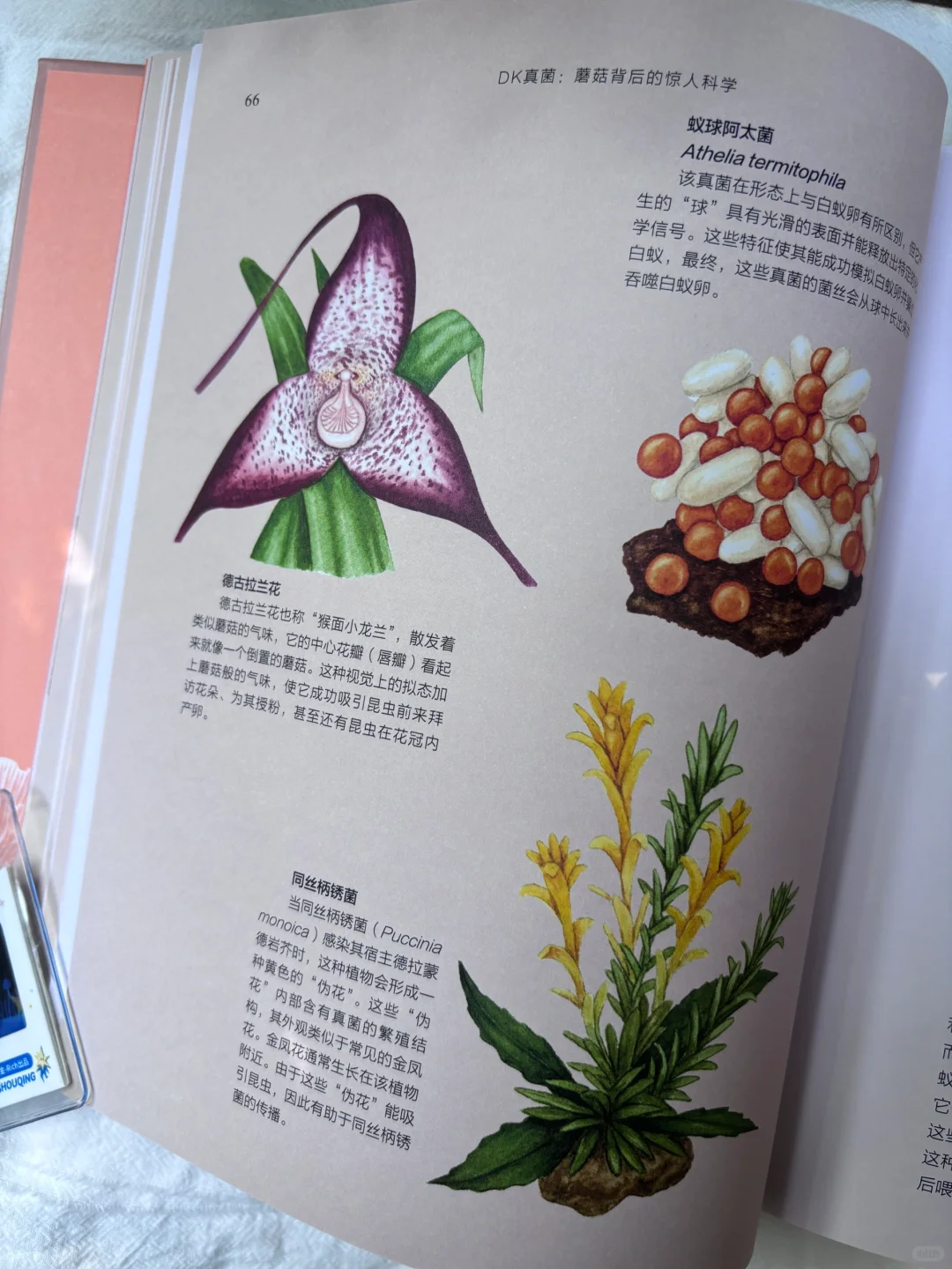 🔥DK新书预售！蘑菇控必入的真菌百科全书