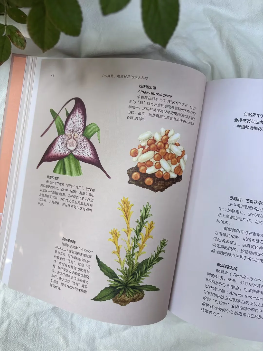儿童节礼物选它！新书必入300种真菌全解析