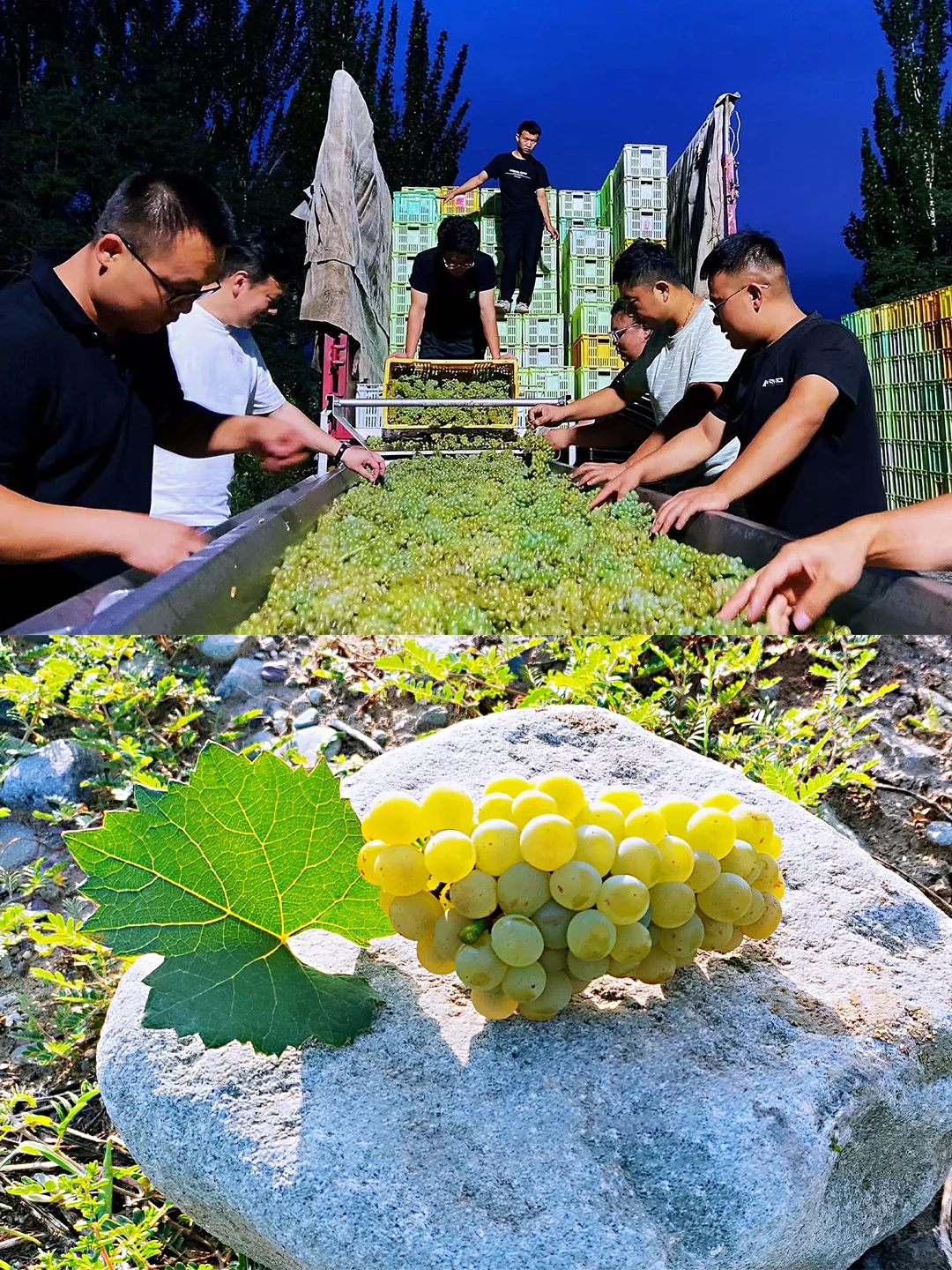 新年福栗放送|免費喝赤霞珠干紅葡萄酒|抽3