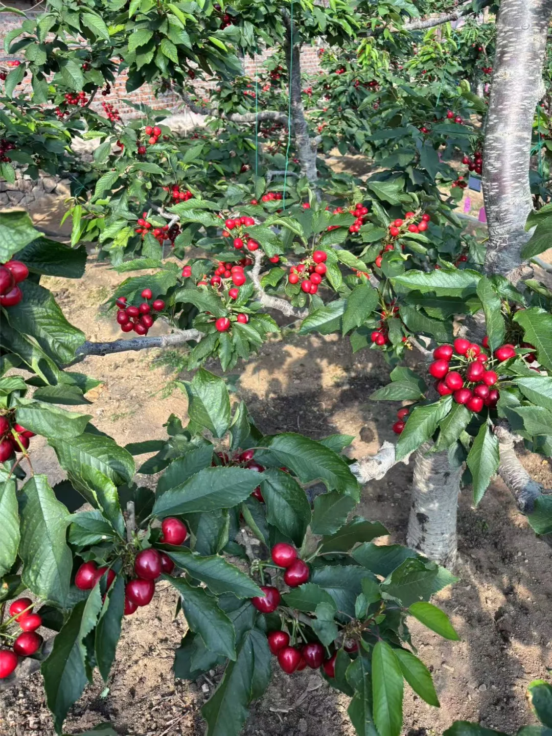 鑫荣懋|水果龙头企业春招|农林专业优先