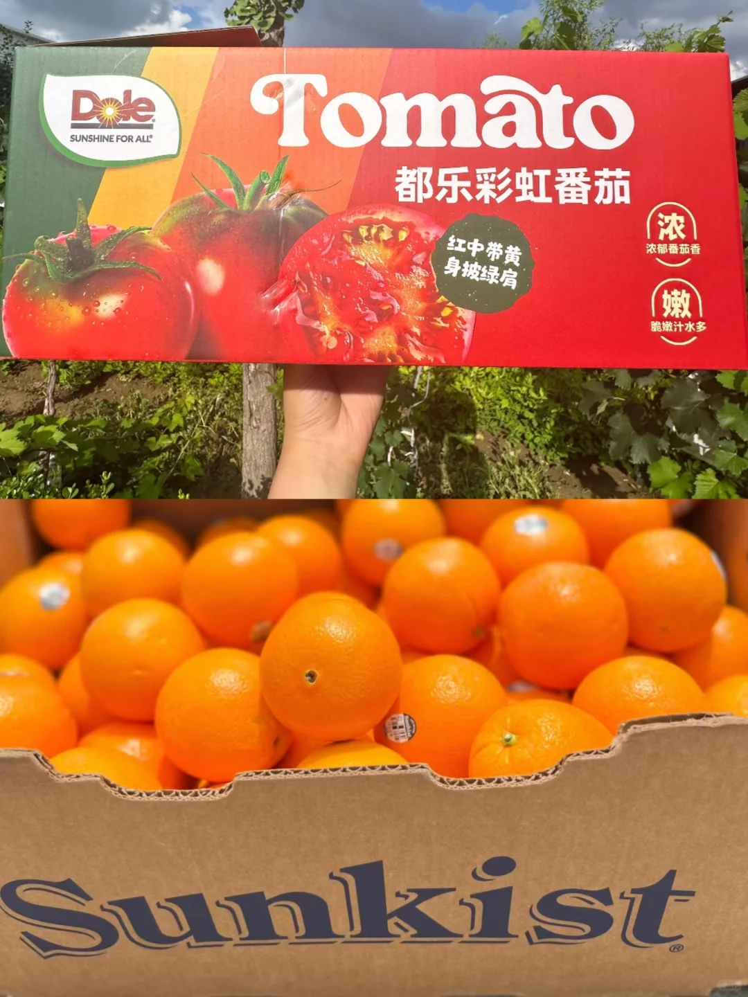 农学生de梦中情司～水果外企