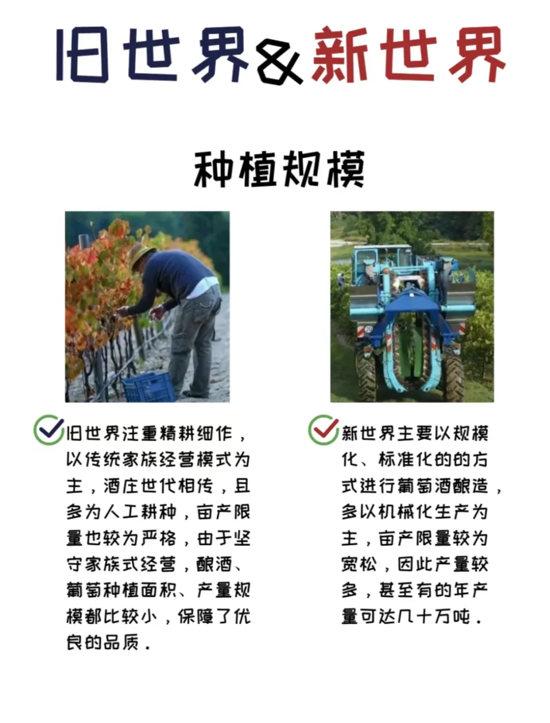 葡萄酒什么是新世纪和旧世纪？