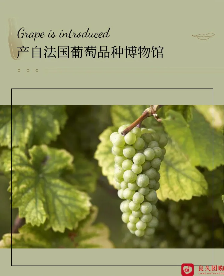 ?99元4瓶！路易奥比昂白葡萄酒，性价比王者