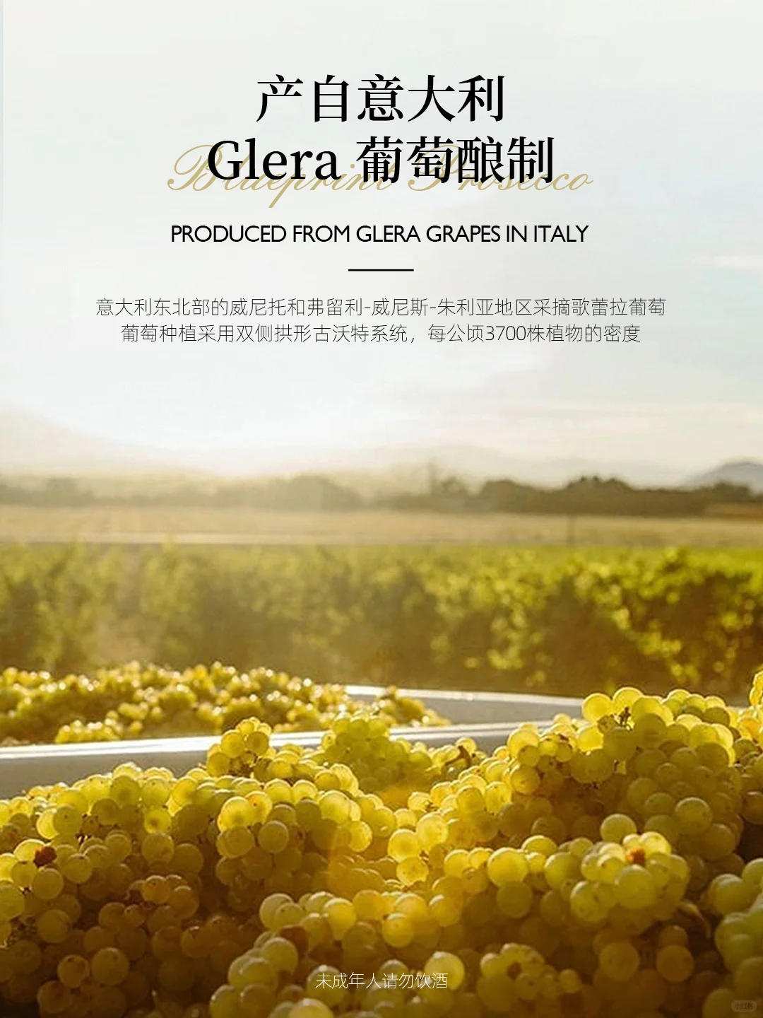 绝！Waitrose 普洛赛克气泡酒来袭?