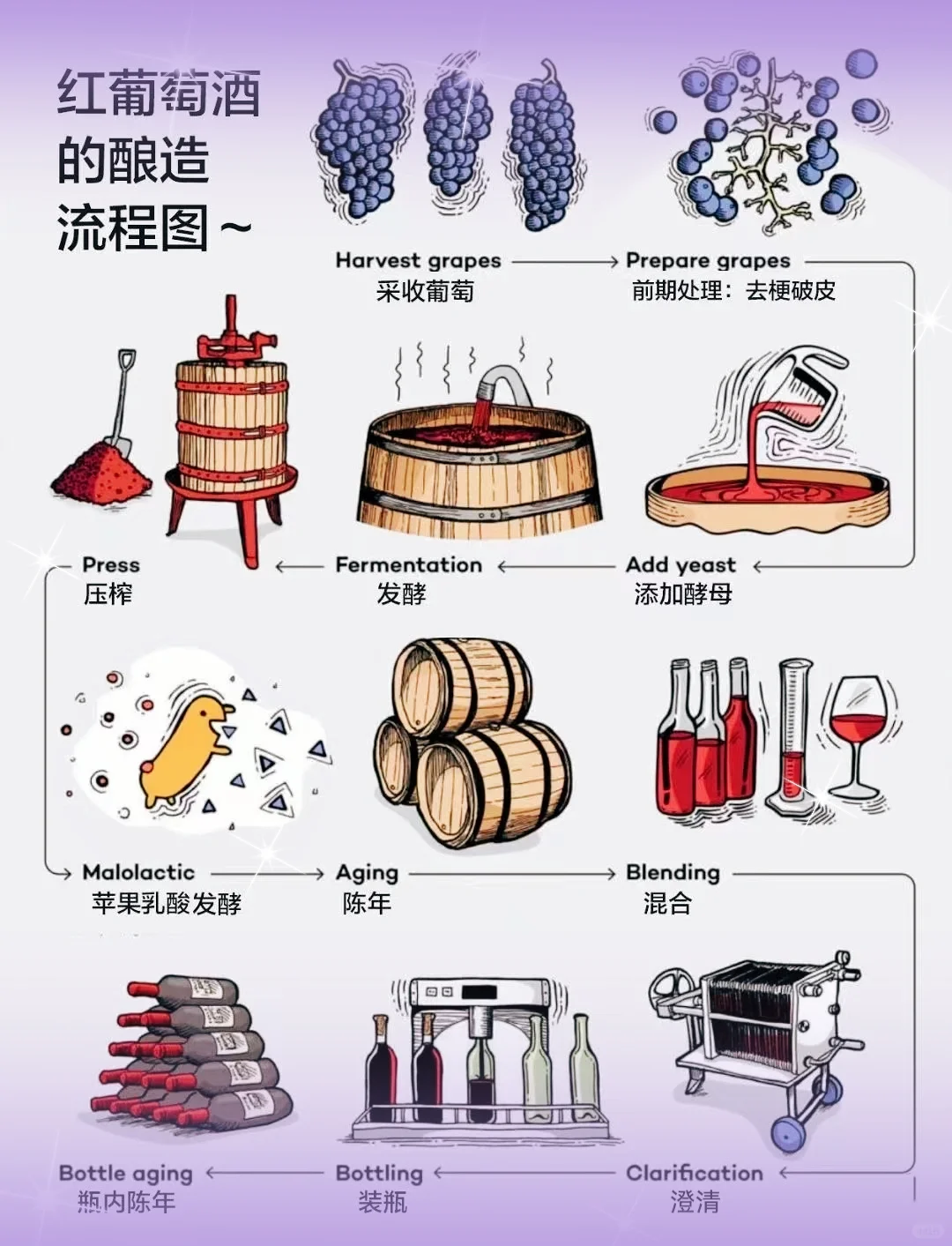?收藏版 | 图解葡萄酒是怎么酿造出来的