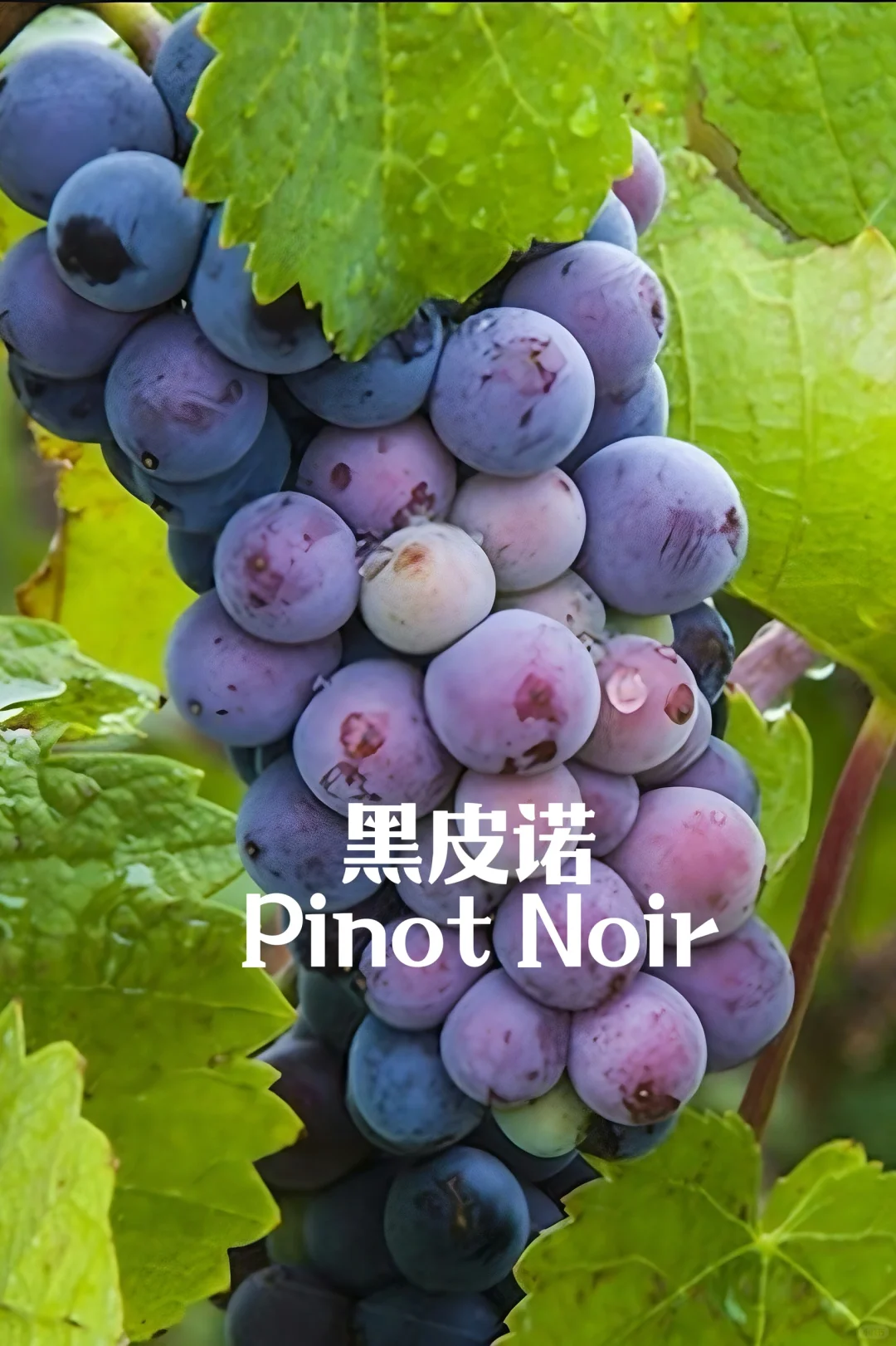 5分钟速通葡萄品种 ?应付99%酒局?