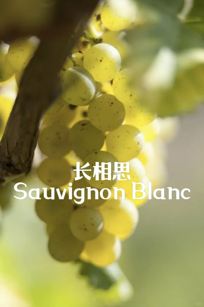 5分钟速通葡萄品种 ?应付99%酒局?