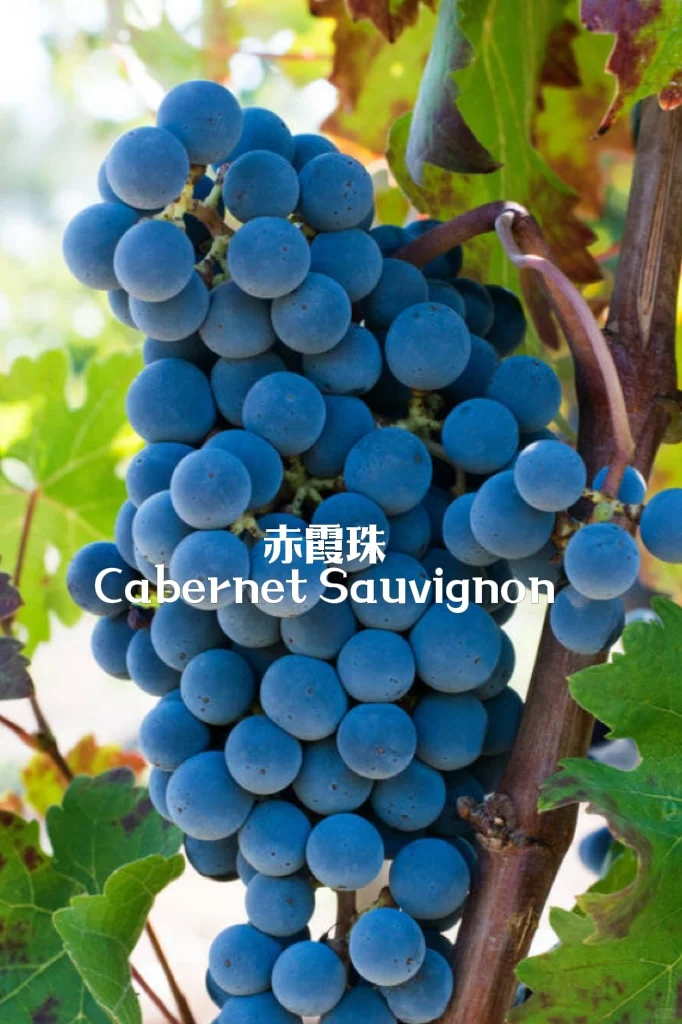 5分钟速通葡萄品种 ?应付99%酒局?