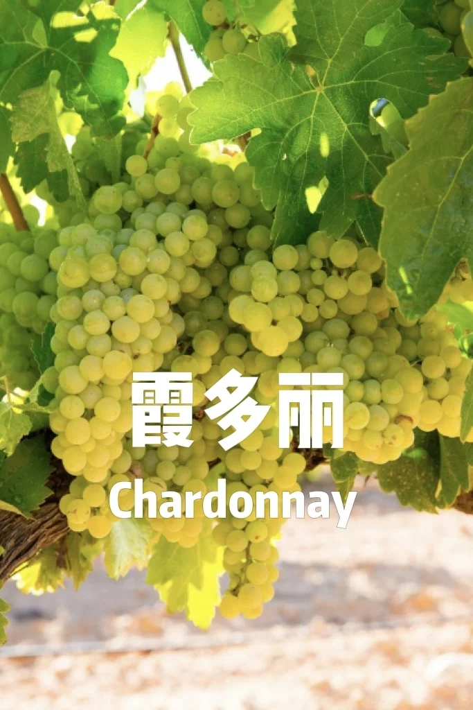 5分钟速通葡萄品种 ?应付99%酒局?