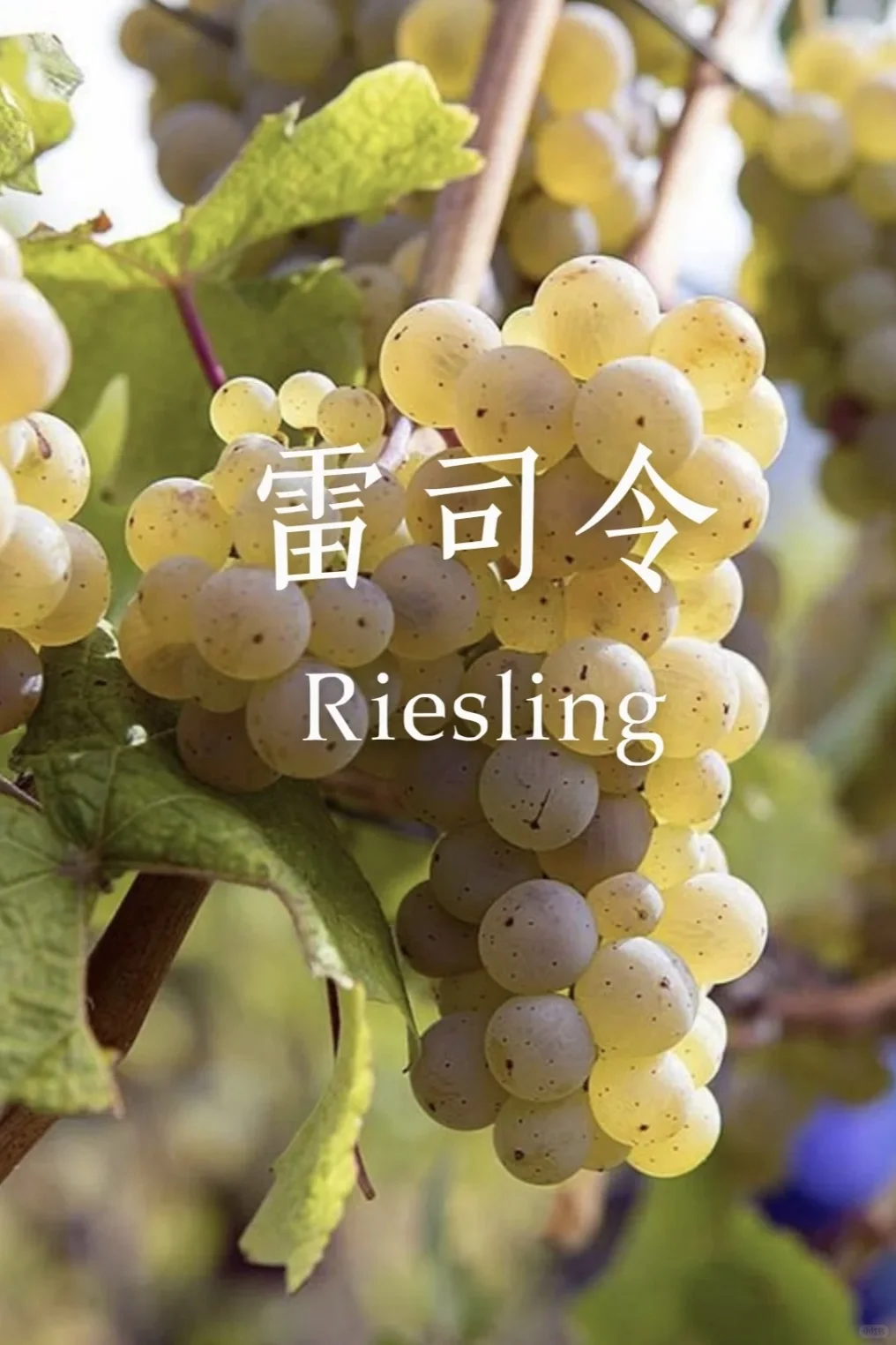 5分钟速通葡萄品种 ?应付99%酒局?