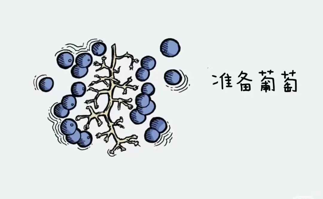 葡萄酒酒精度最高都是在15°左右？（上篇）