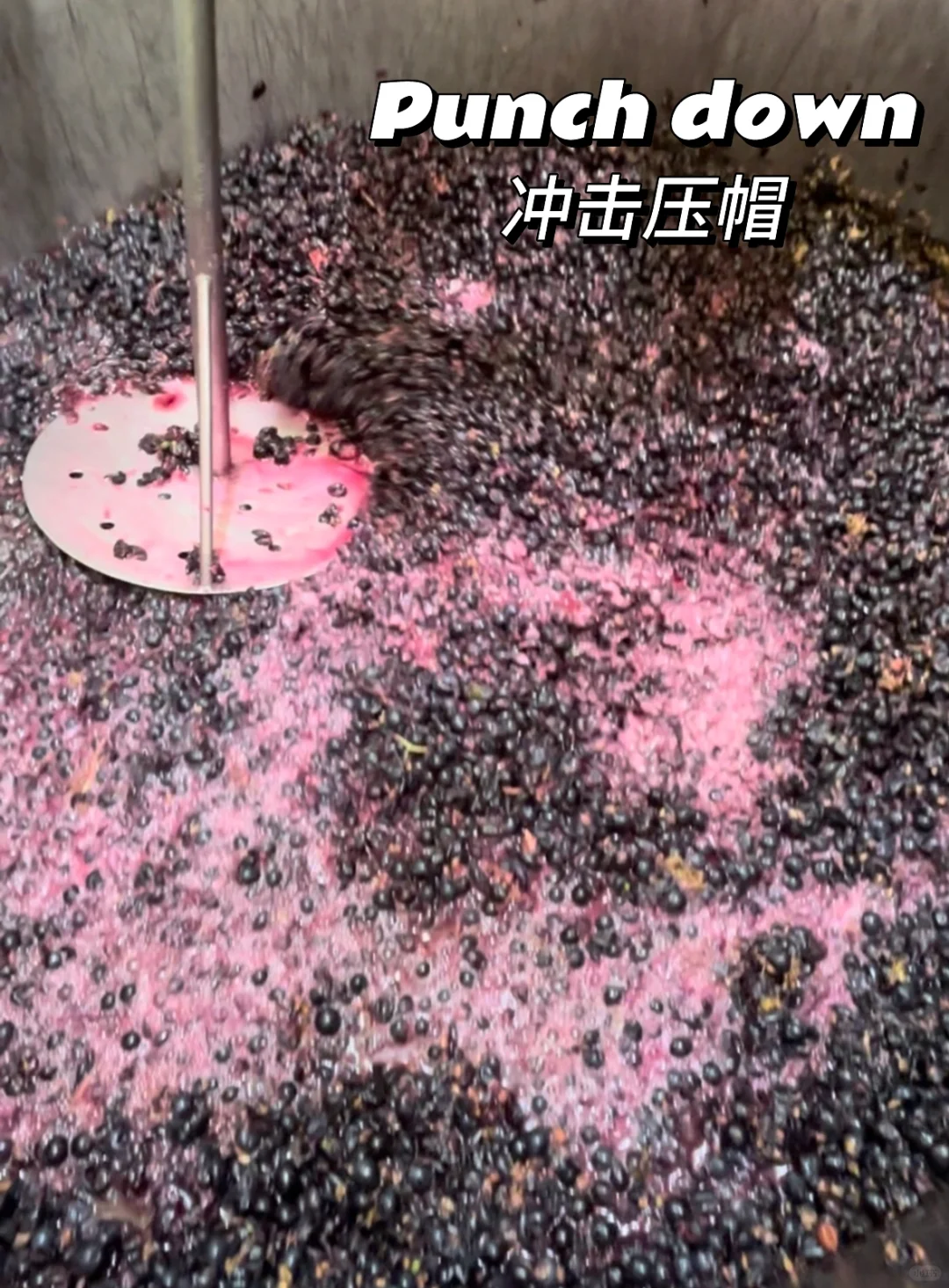 一瓶葡萄酒是怎样酿成的❓（上）