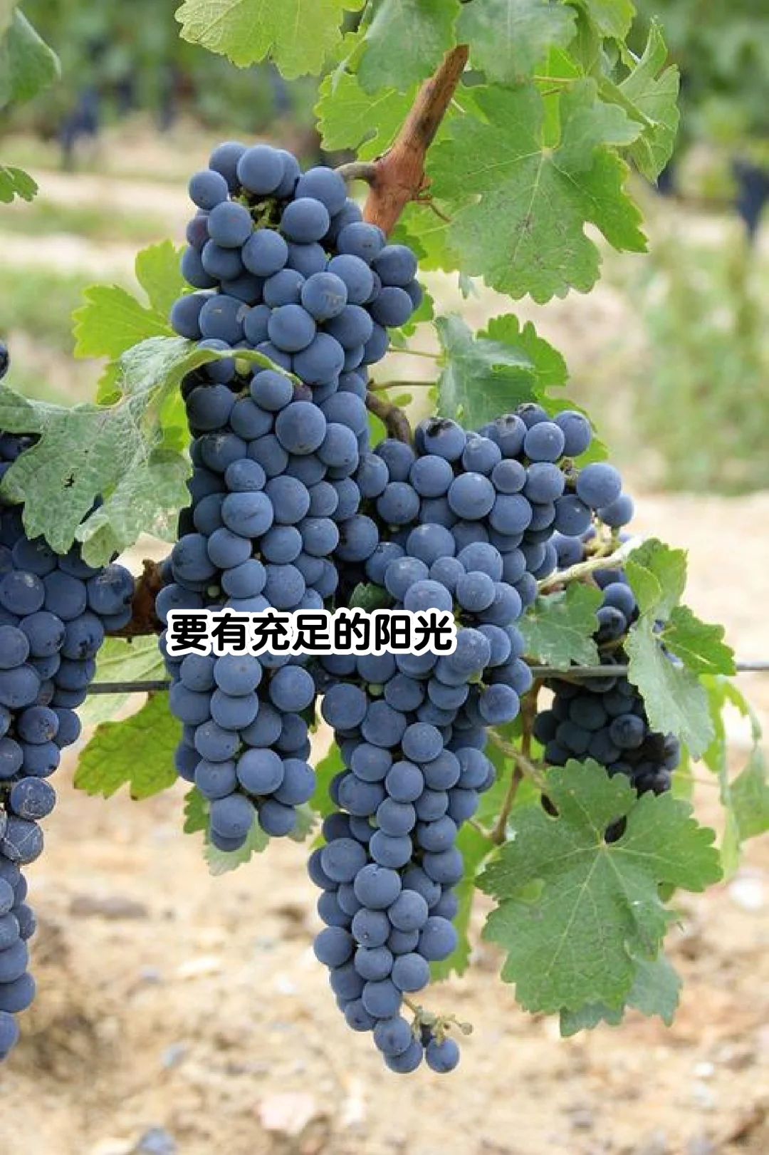 酿造之王|赤霞珠,高档甘红原料的“坏处”