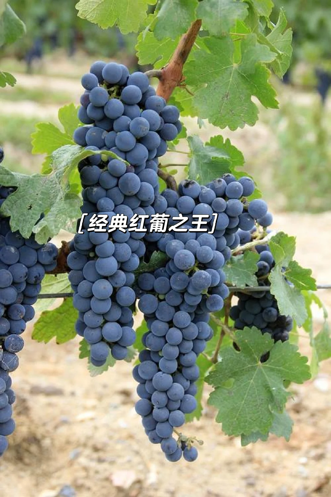 酿造之王|赤霞珠,高档甘红原料的“坏处”