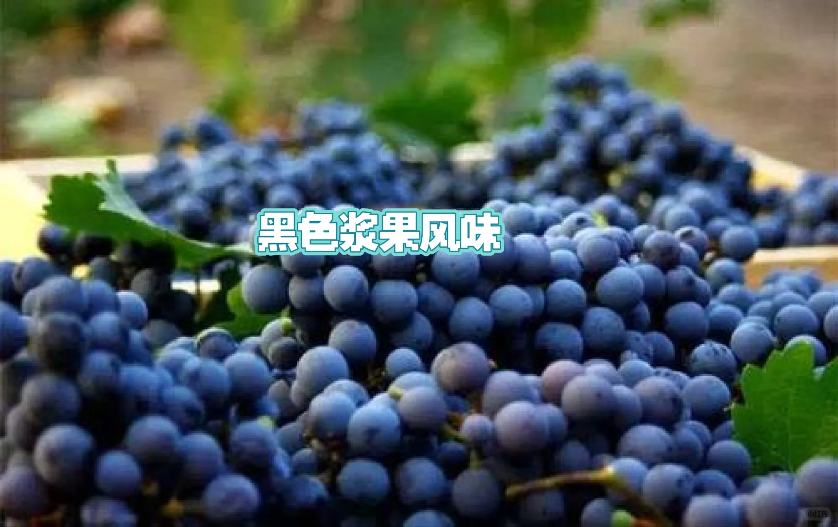 酿造之王|赤霞珠,高档甘红原料的“坏处”