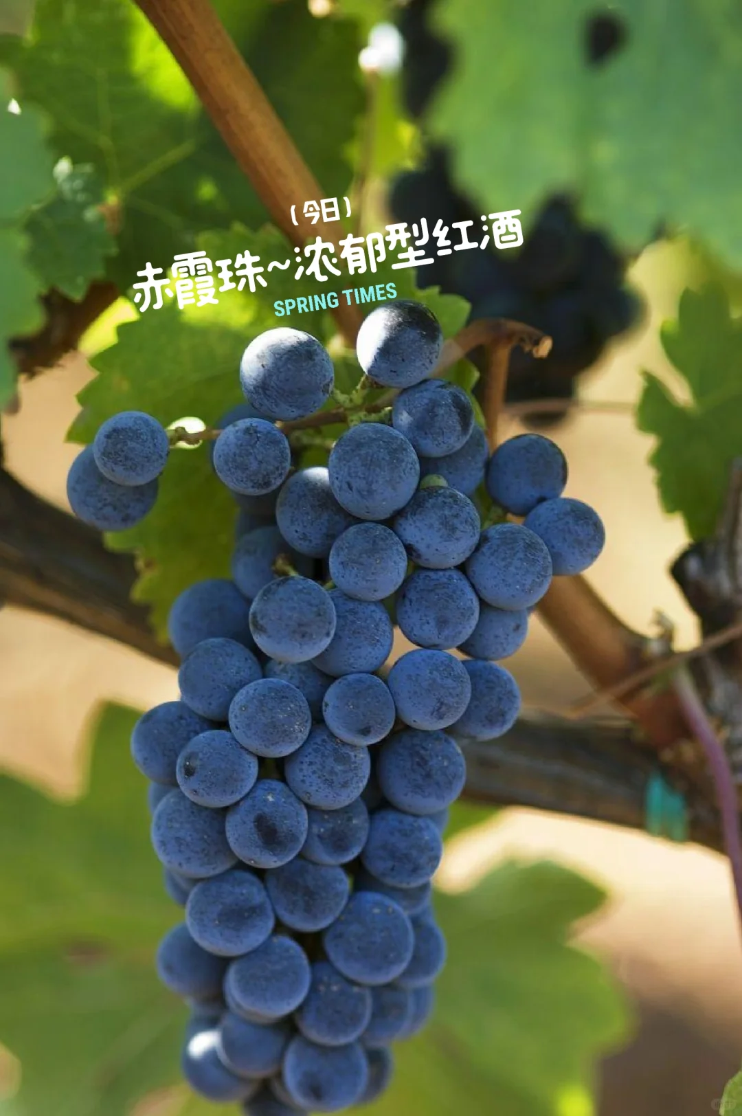 酿造之王|赤霞珠,高档甘红原料的“坏处”