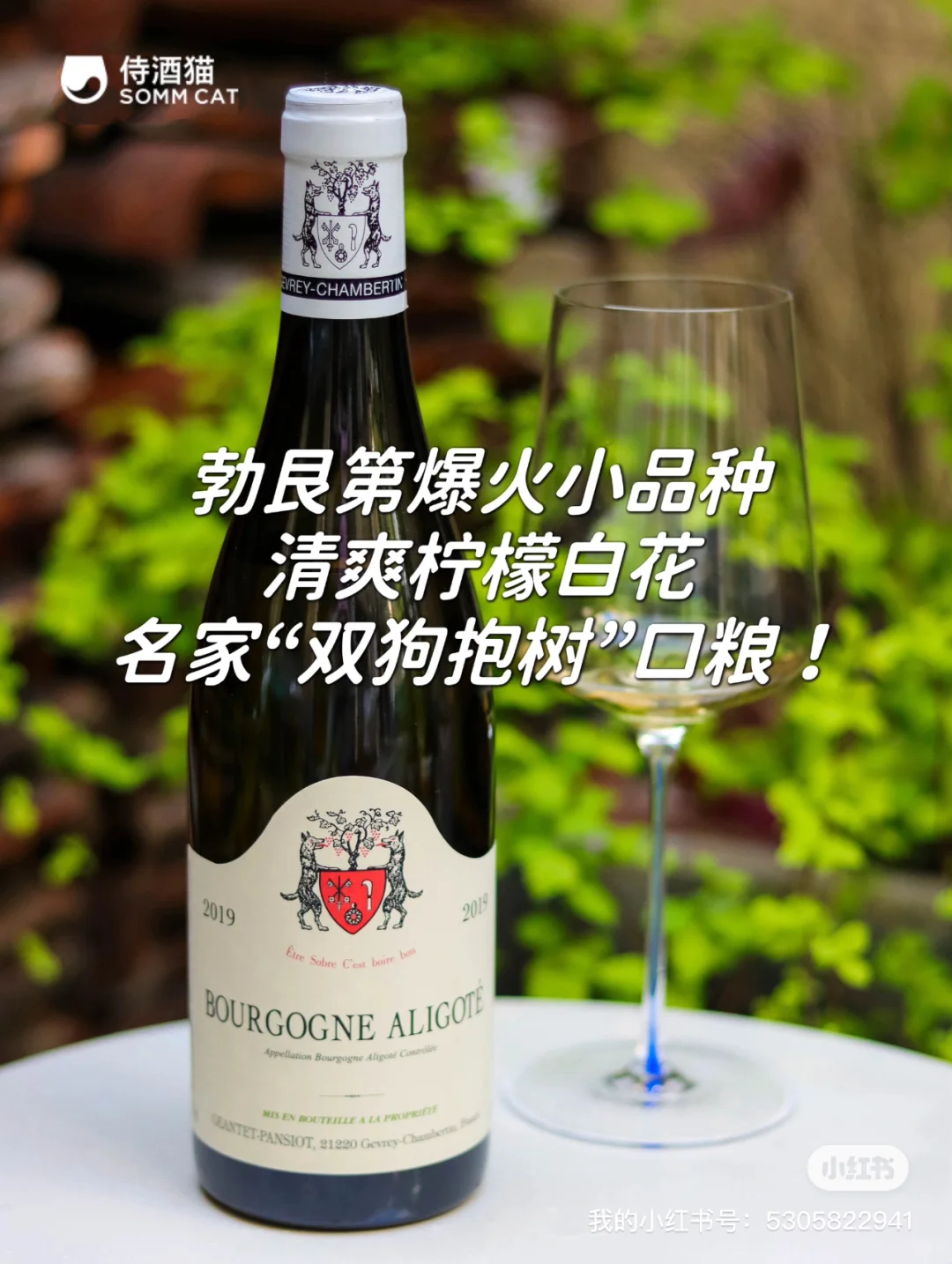 侍酒猫2024上半年总结！四大类型醉受欢迎款！