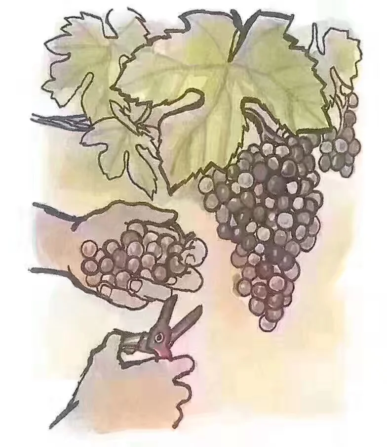 一颗葡萄打造成酒的历程?