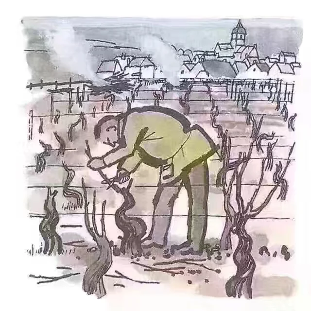 一颗葡萄打造成酒的历程?