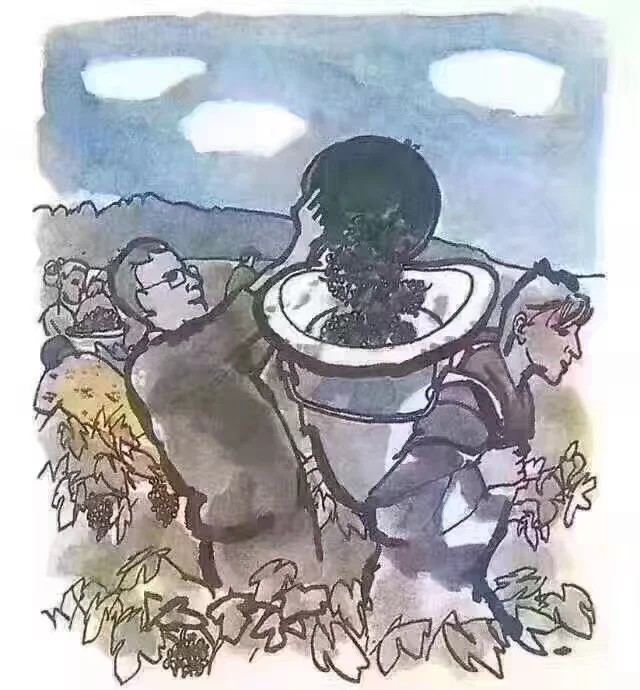 一颗葡萄打造成酒的历程?