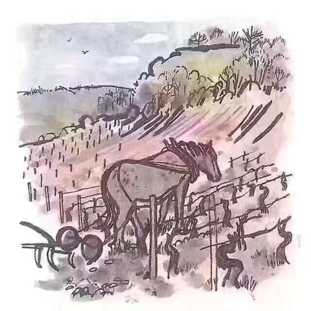 一颗葡萄打造成酒的历程?